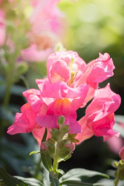 Renkli çiçeklerin arkaplan resmi, arka plan doğası