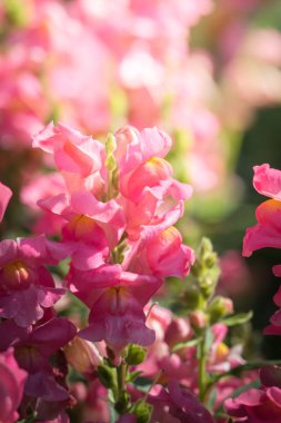 Renkli çiçeklerin arkaplan resmi, arka plan doğası