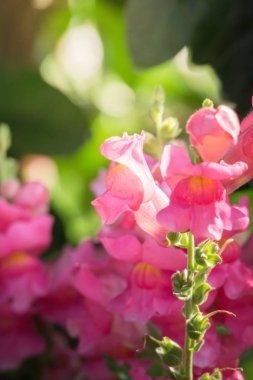 Renkli çiçeklerin arkaplan resmi, arka plan doğası