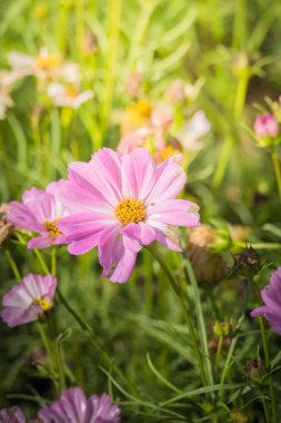 Renkli çiçeklerin arkaplan resmi, arka plan doğası