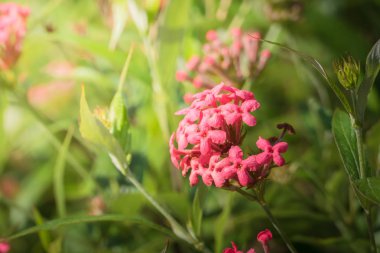 Renkli çiçeklerin arkaplan resmi, arka plan doğası