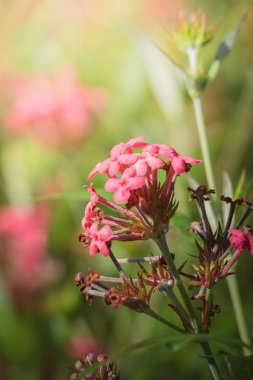 Renkli çiçeklerin arkaplan resmi, arka plan doğası