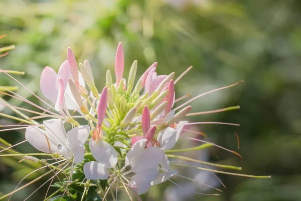 Image Fond Des Fleurs Colorées Fond Nature — Photo