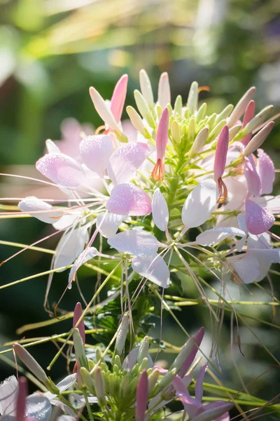 Image Fond Des Fleurs Colorées Fond Nature — Photo