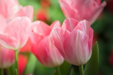 Güzel bir buket lale. Renkli laleler. doğa arkaplanı