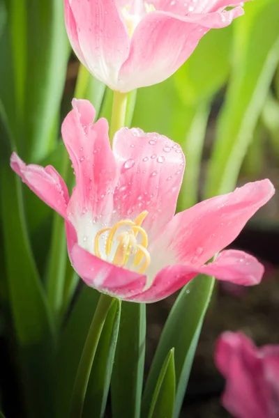 Beautiful Bouquet Tulips Colorful Tulips Nature Background — Stock Photo, Image