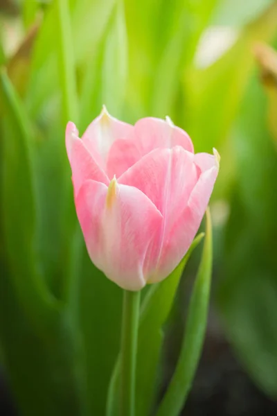 Belo Buquê Tulipas Tulipas Coloridas Fundo Natureza — Fotografia de Stock