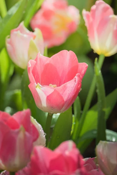 Beau Bouquet Tulipes Tulipes Colorées Nature Arrière Plan — Photo