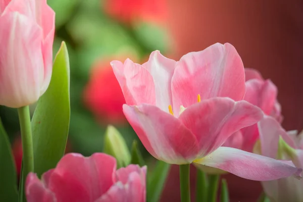 Beautiful Bouquet Tulips Colorful Tulips Nature Background — Stock Photo, Image