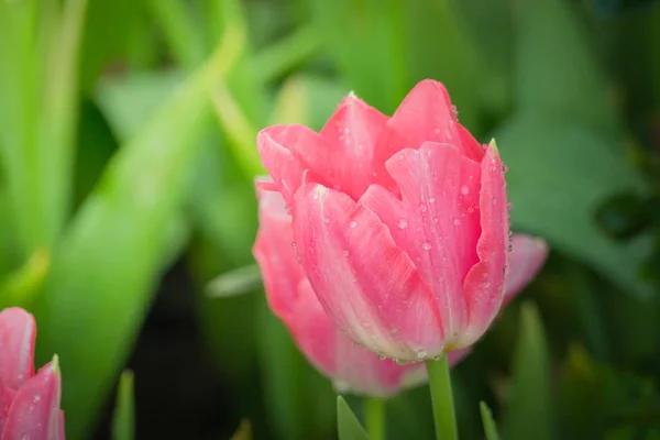 Beautiful Bouquet Tulips Colorful Tulips Nature Background — Stock Photo, Image