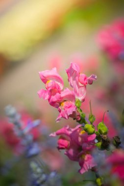 Renkli çiçeklerin arkaplan resmi, arka plan doğası