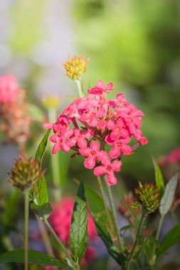 Renkli çiçeklerin arkaplan resmi, arka plan doğası