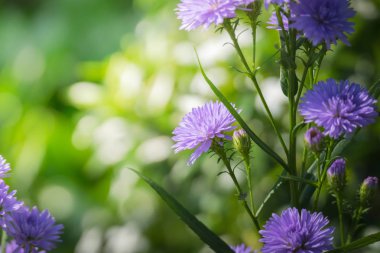 Renkli çiçeklerin arkaplan resmi, arka plan doğası