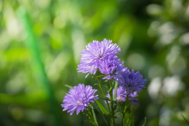 Renkli çiçeklerin arkaplan resmi, arka plan doğası