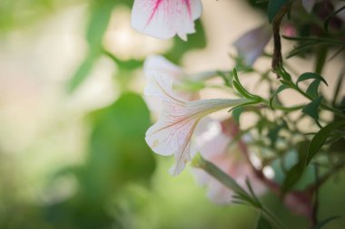 Renkli çiçeklerin arkaplan resmi, arka plan doğası