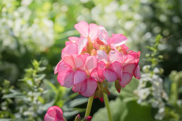 Image Fond Des Fleurs Colorées Fond Nature — Photo