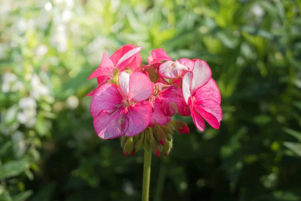 꽃들의 이미지 — 스톡 사진