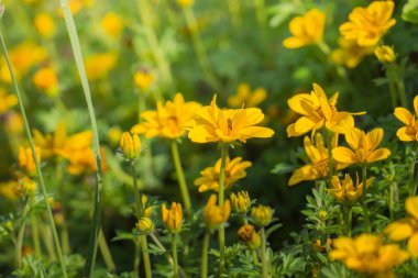 Renkli çiçeklerin arkaplan resmi, arka plan doğası