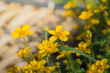 Renkli çiçeklerin arkaplan resmi, arka plan doğası