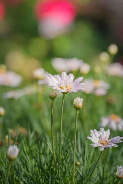 Imagen Fondo Las Flores Colores Naturaleza Fondo — Foto de Stock