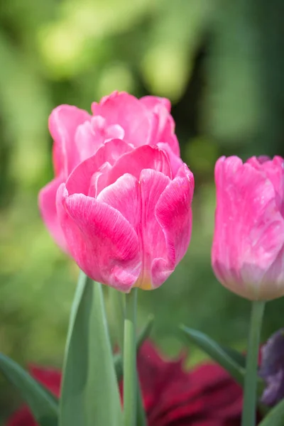 Belo Buquê Tulipas Tulipas Coloridas Fundo Natureza — Fotografia de Stock