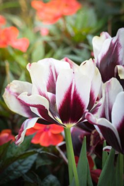 Güzel bir buket lale. Renkli laleler. doğa arkaplanı