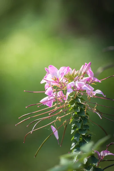 Image Fond Des Fleurs Colorées Fond Nature — Photo