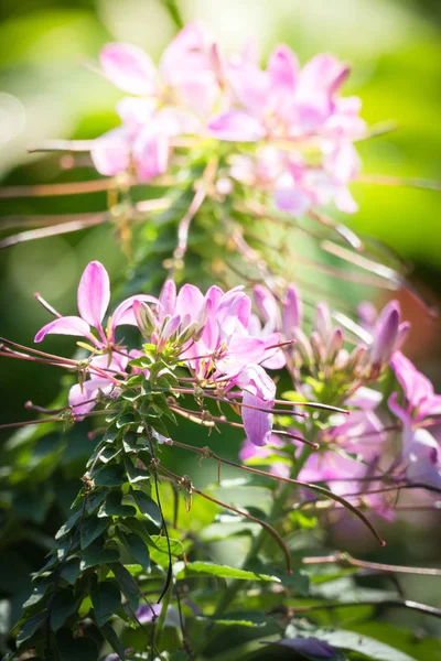 Immagine Sfondo Dei Fiori Colorati Sfondo Natura — Foto Stock