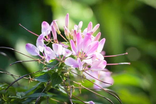 Immagine Sfondo Dei Fiori Colorati Sfondo Natura — Foto Stock