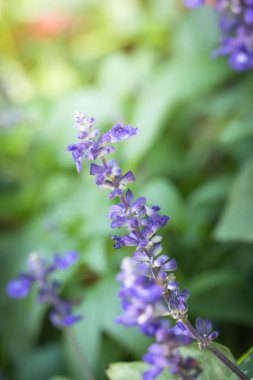 Güzel bir buket lale. Renkli laleler. doğa arkaplanı