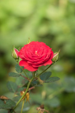 Bahçedeki güller, güzel güneşli bir günde güller güzeldir..
