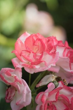 Bahçedeki güller, güzel güneşli bir günde güller güzeldir..