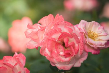 Bahçedeki güller, güzel güneşli bir günde güller güzeldir..