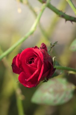 Bahçedeki güller, güzel güneşli bir günde güller güzeldir..