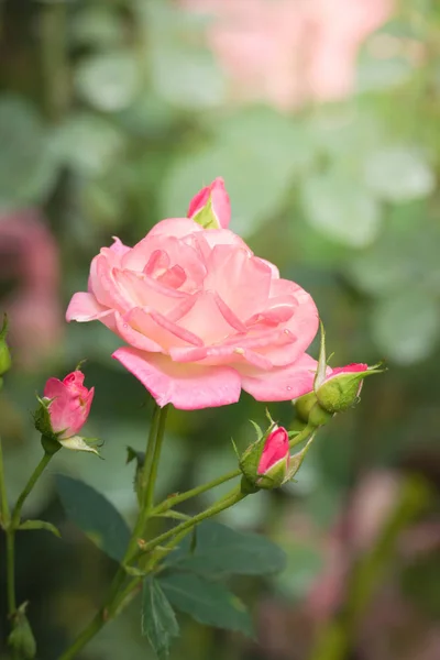 Rosas Jardín Rosas Son Hermosas Con Hermoso Día Soleado —  Fotos de Stock