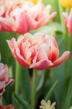 Güzel bir buket lale. Renkli laleler. doğa arkaplanı