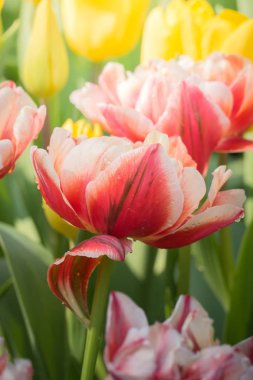 Güzel bir buket lale. Renkli laleler. doğa arkaplanı