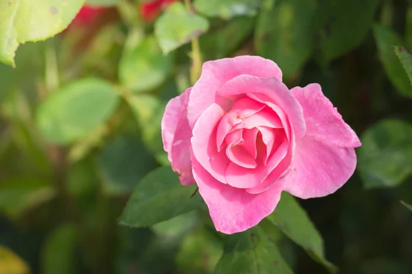 庭のバラ バラは美しい晴れた日で美しいです — ストック写真