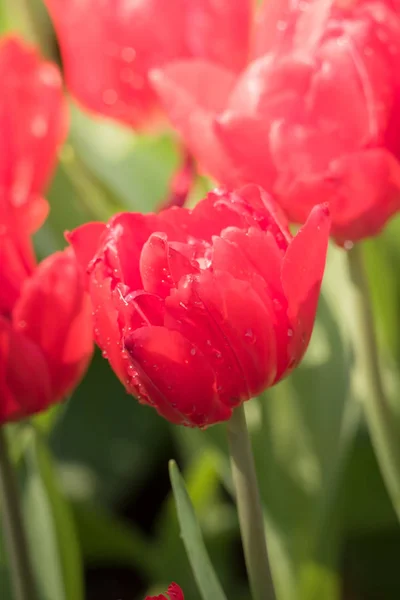 Beautiful Bouquet Tulips Colorful Tulips Nature Background — Stock Photo, Image