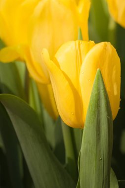 Güzel bir buket lale. Renkli laleler. doğa arkaplanı