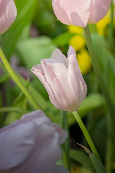 Beautiful Bouquet Tulips Colorful Tulips Nature Background — Stock Photo, Image