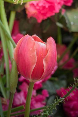 Renkli çiçeklerin arkaplan resmi, arka plan doğası