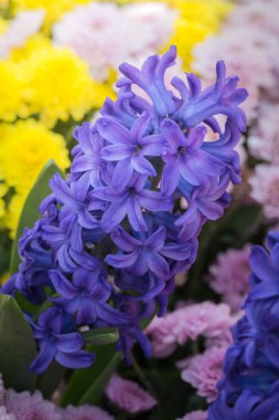 Renkli çiçeklerin arkaplan resmi, arka plan doğası