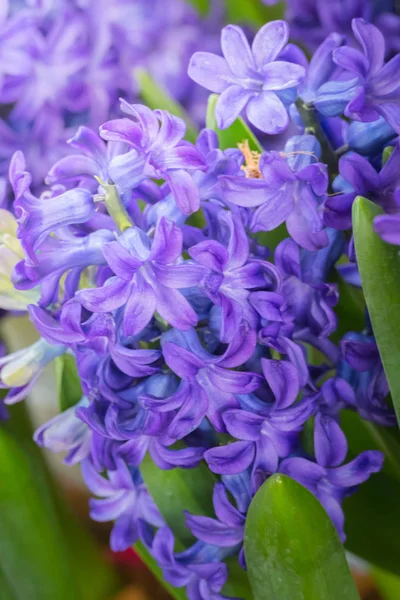 Das Hintergrundbild Der Bunten Blumen Hintergrund Natur — Stockfoto