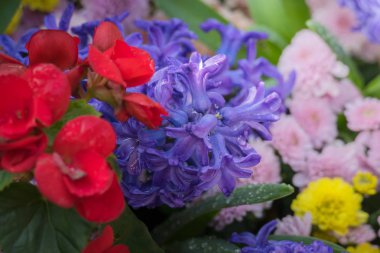 Renkli çiçeklerin arkaplan resmi, arka plan doğası