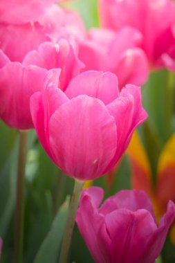 Renkli çiçeklerin arkaplan resmi, arka plan doğası