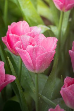 Güzel bir buket lale. Renkli laleler. doğa arkaplanı