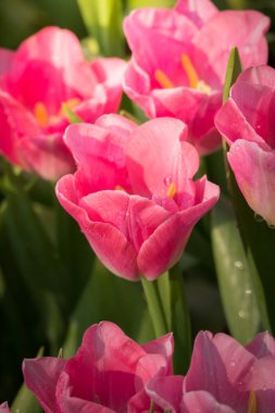 Güzel bir buket lale. Renkli laleler. doğa arkaplanı