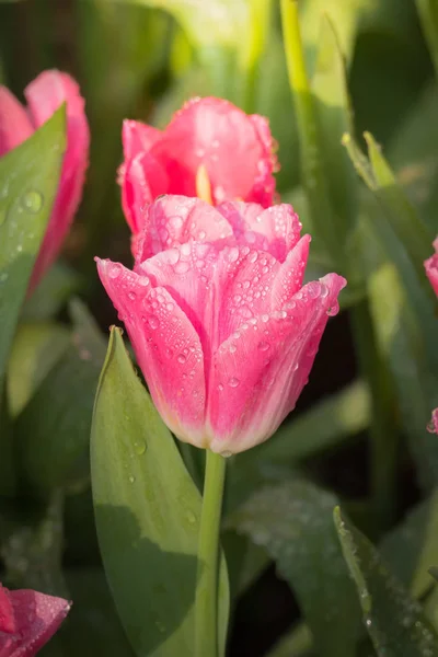 Beautiful Bouquet Tulips Colorful Tulips Nature Background — Stock Photo, Image