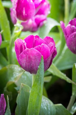 Güzel bir buket lale. Renkli laleler. doğa arkaplanı